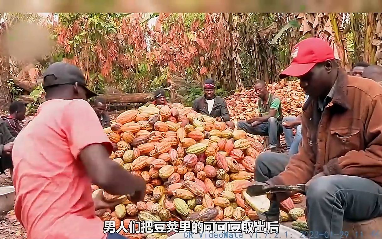 加纳可可交付量增加70%