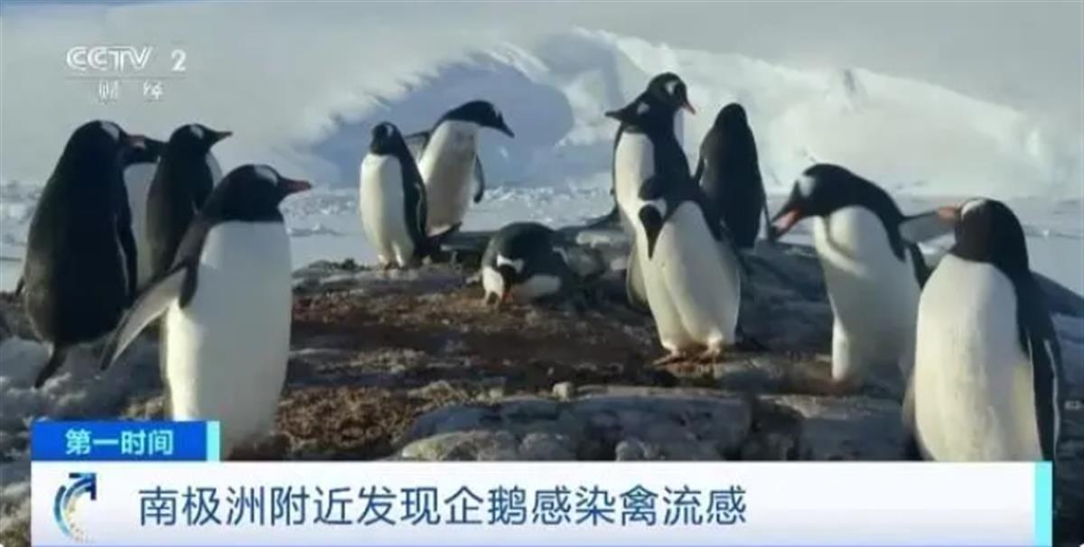 中国对阿根廷禽流感疫情予以解禁，并同阿签订新的农产品输华议定书