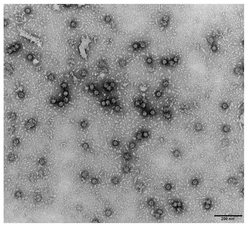 雷曼光电获得发明专利授权：“一种倒装MicroLED全彩量子点芯片、其制备方法和用途”