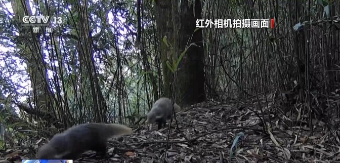 武夷山国家公园发现3个大型真菌新物种