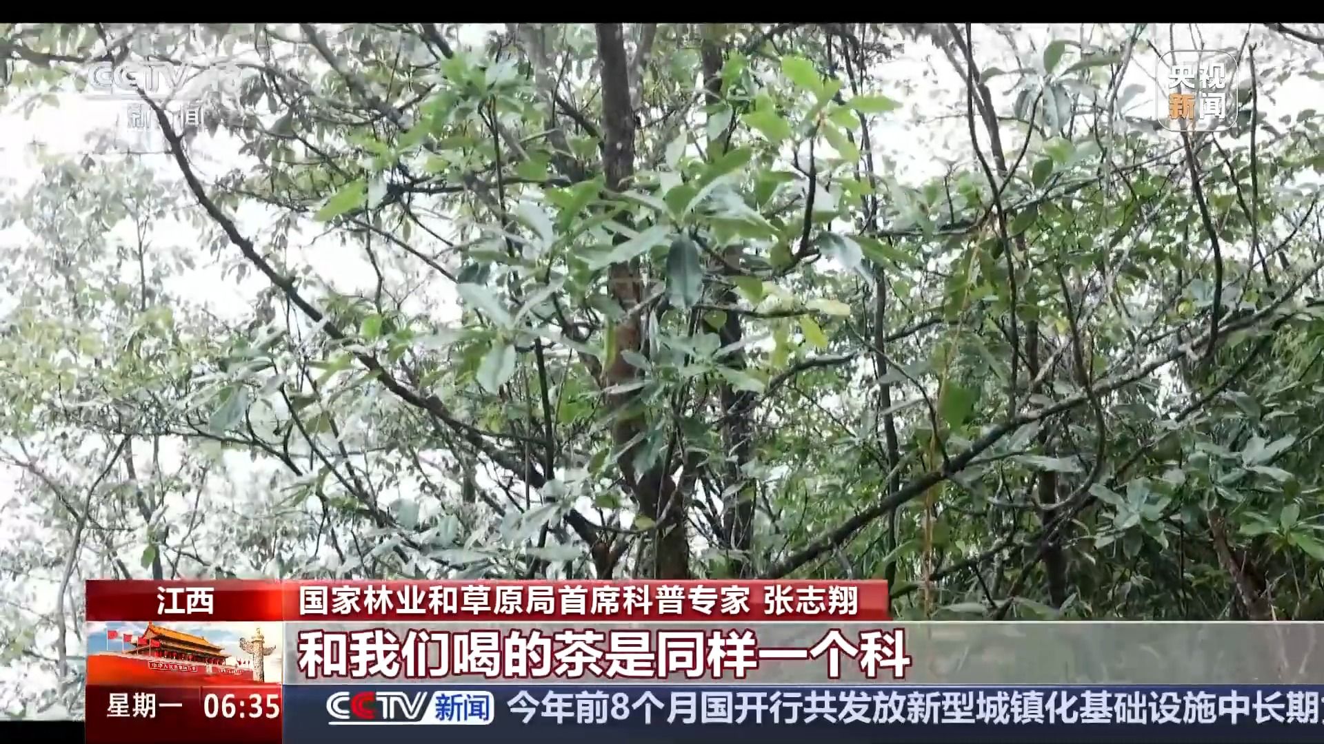 武夷山国家公园发现3个大型真菌新物种