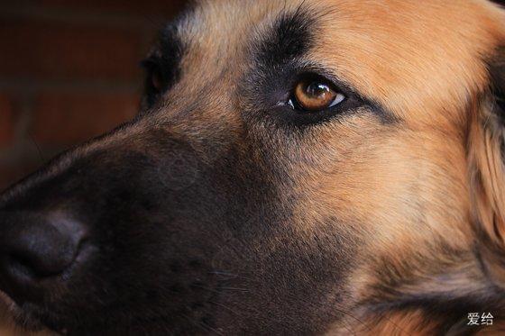 AI辅助去核提升犬科动物克隆效率