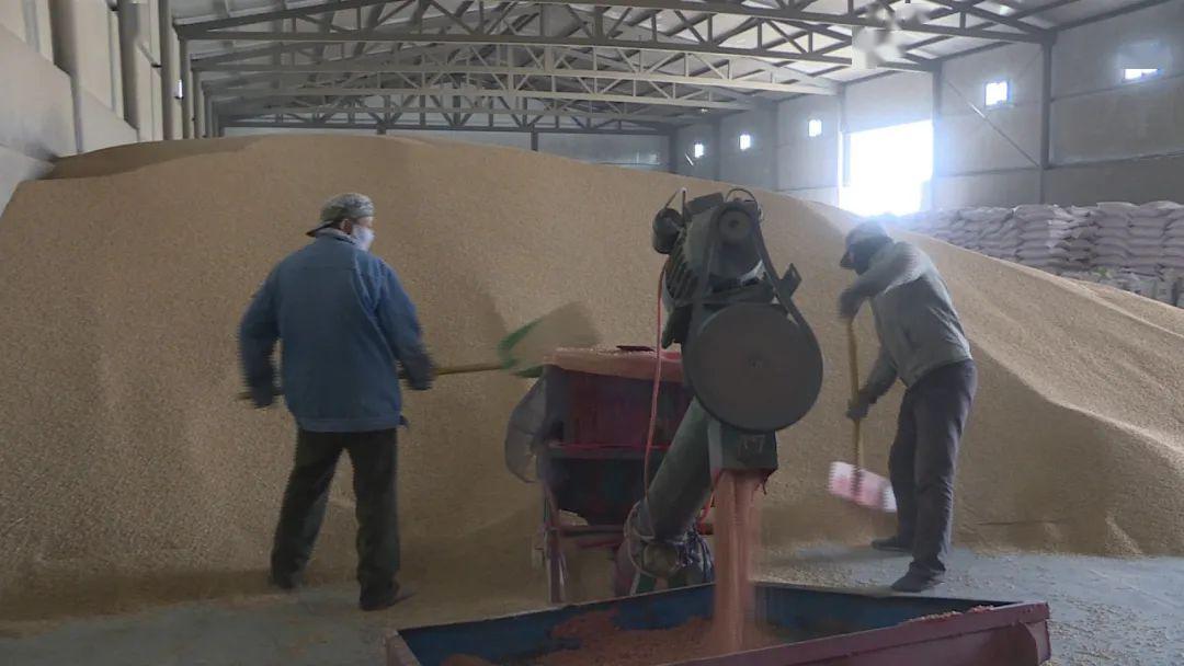 津巴布韦2025年小麦产量预计达60万吨