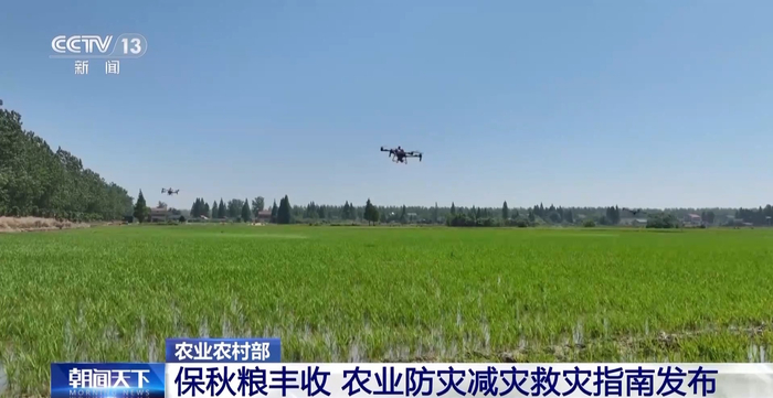 科学防治保丰收——秋粮主产区“虫口夺粮”观察