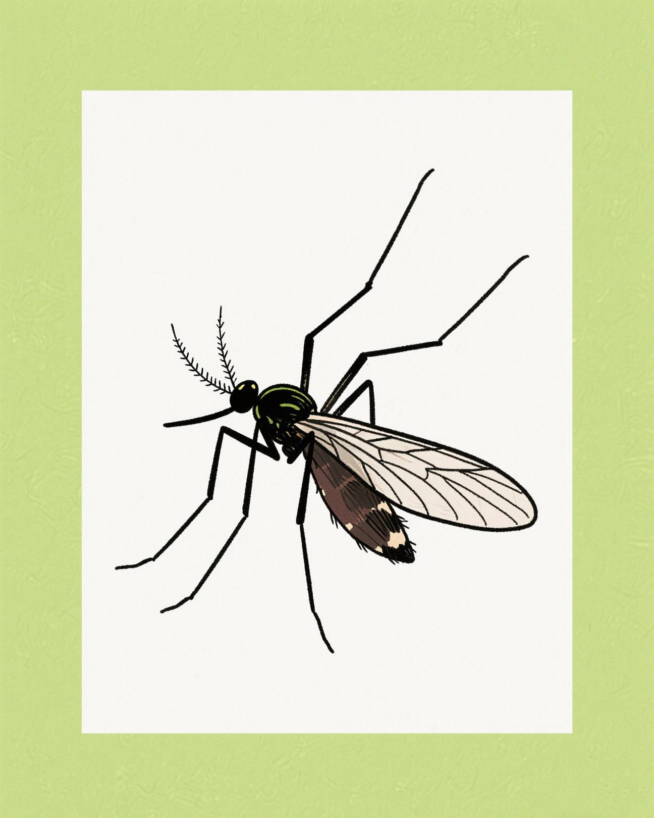 研究显示蚊子唾液可增强一些病毒致病性