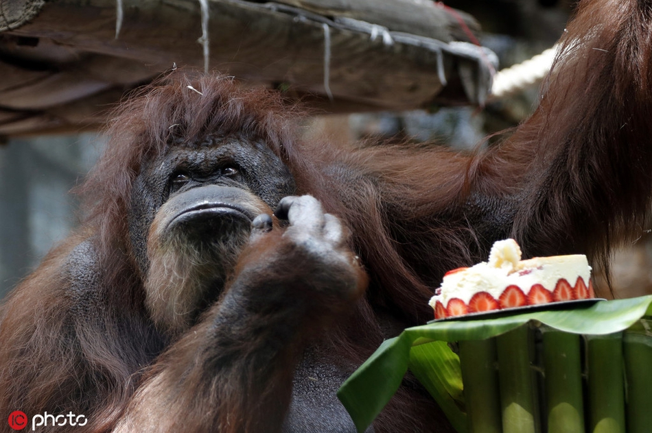 法国研究团队实现动物完整器官血液循环四维成像