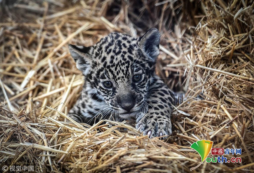 法国研究团队实现动物完整器官血液循环四维成像