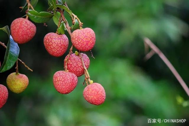 马达加斯加政府力推荔枝产业透明度建设