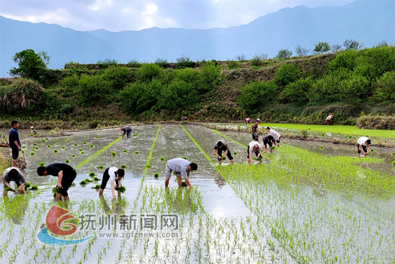 从纸面评审到田间实效,拼多多以赛事革新激活科技兴农实战力