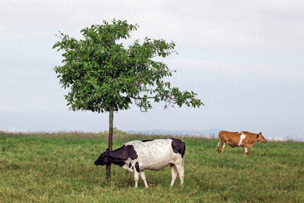 中国成哥伦比亚牛肉出口主要市场