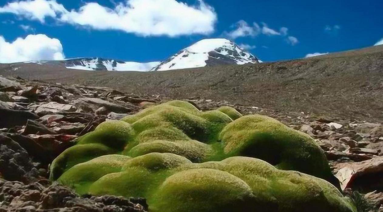 科学家揭示高山植物多样性形成的秘密