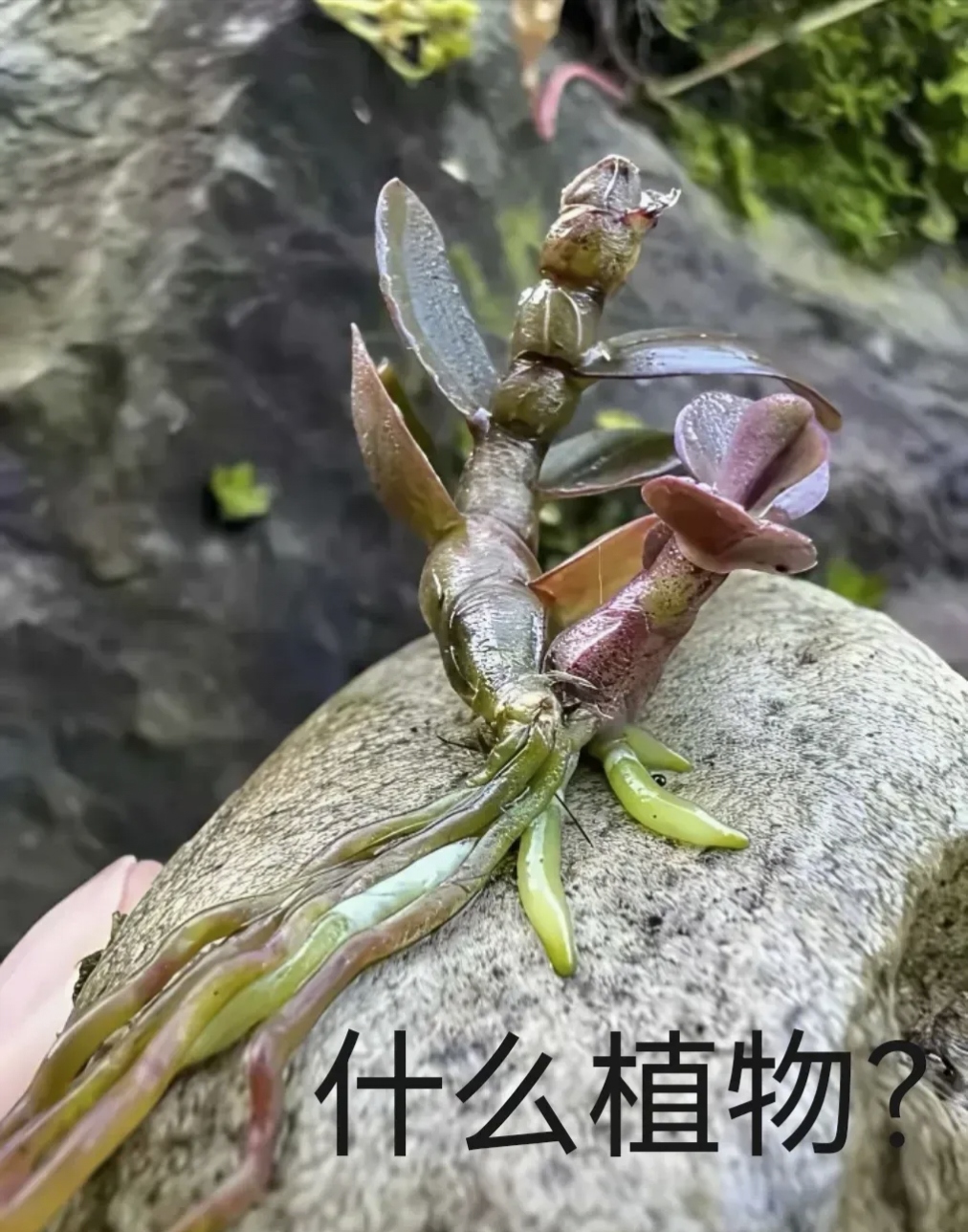 科学家揭示高山植物多样性形成的秘密