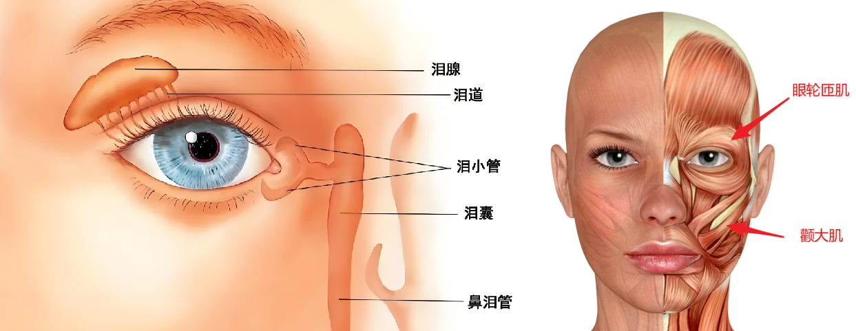 新研究显示干眼症与泪腺细胞自噬机制紊乱有关