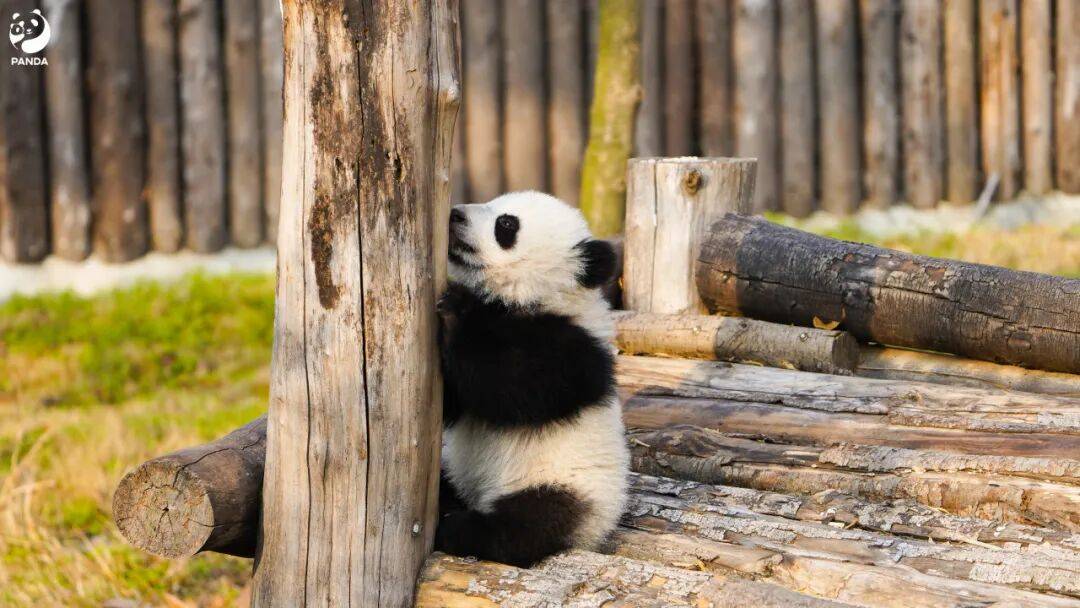 离岸观澜 | 2026年熊猫债市场拉开帷幕 开年首周发行70亿元