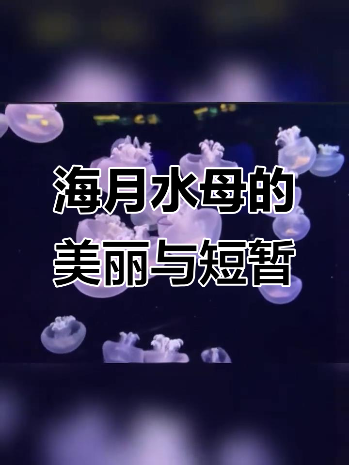 水母研究助力揭示动物睡眠的进化起源