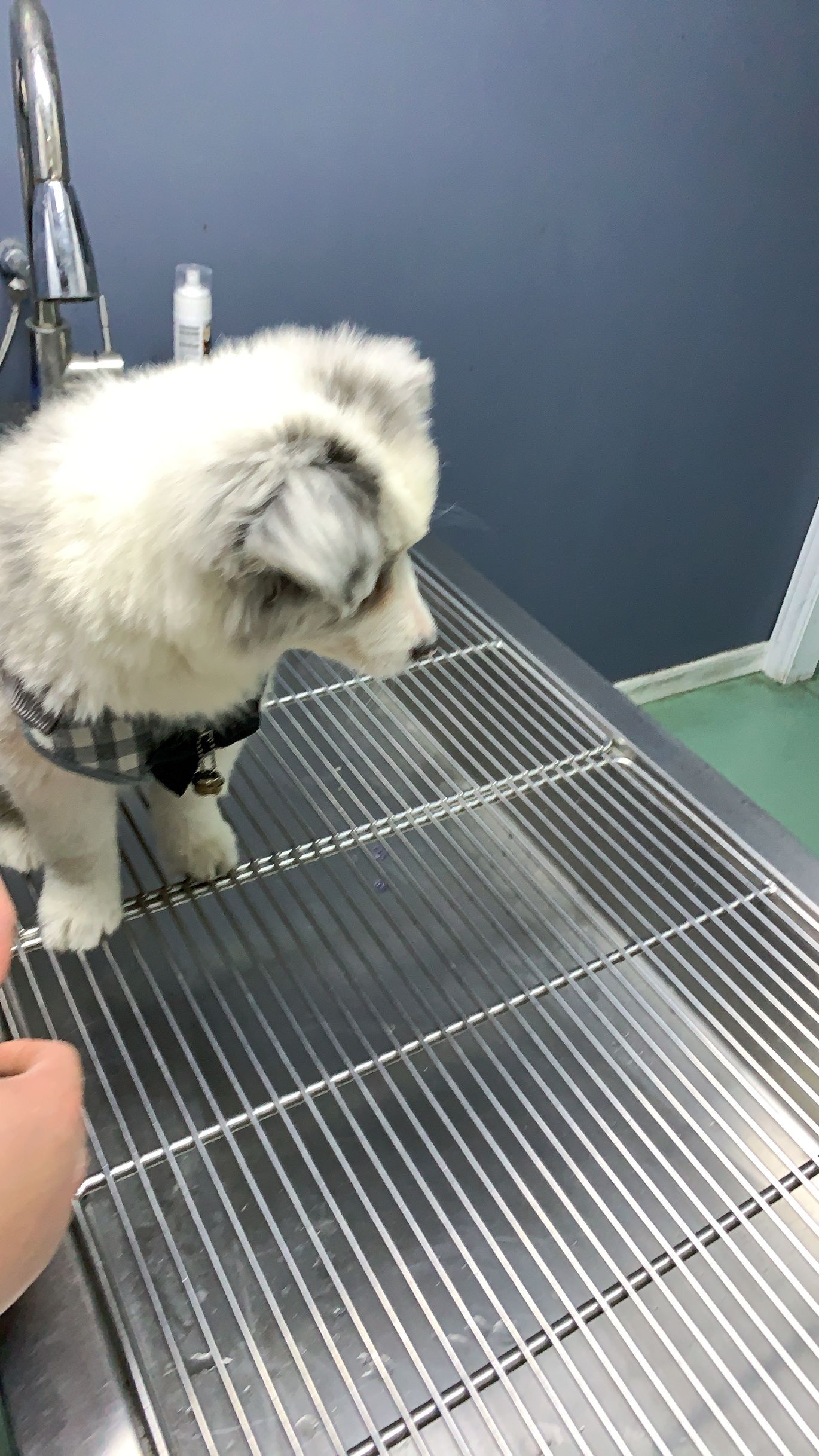 天康生物：出海业务围绕饲料与动物疫苗展开