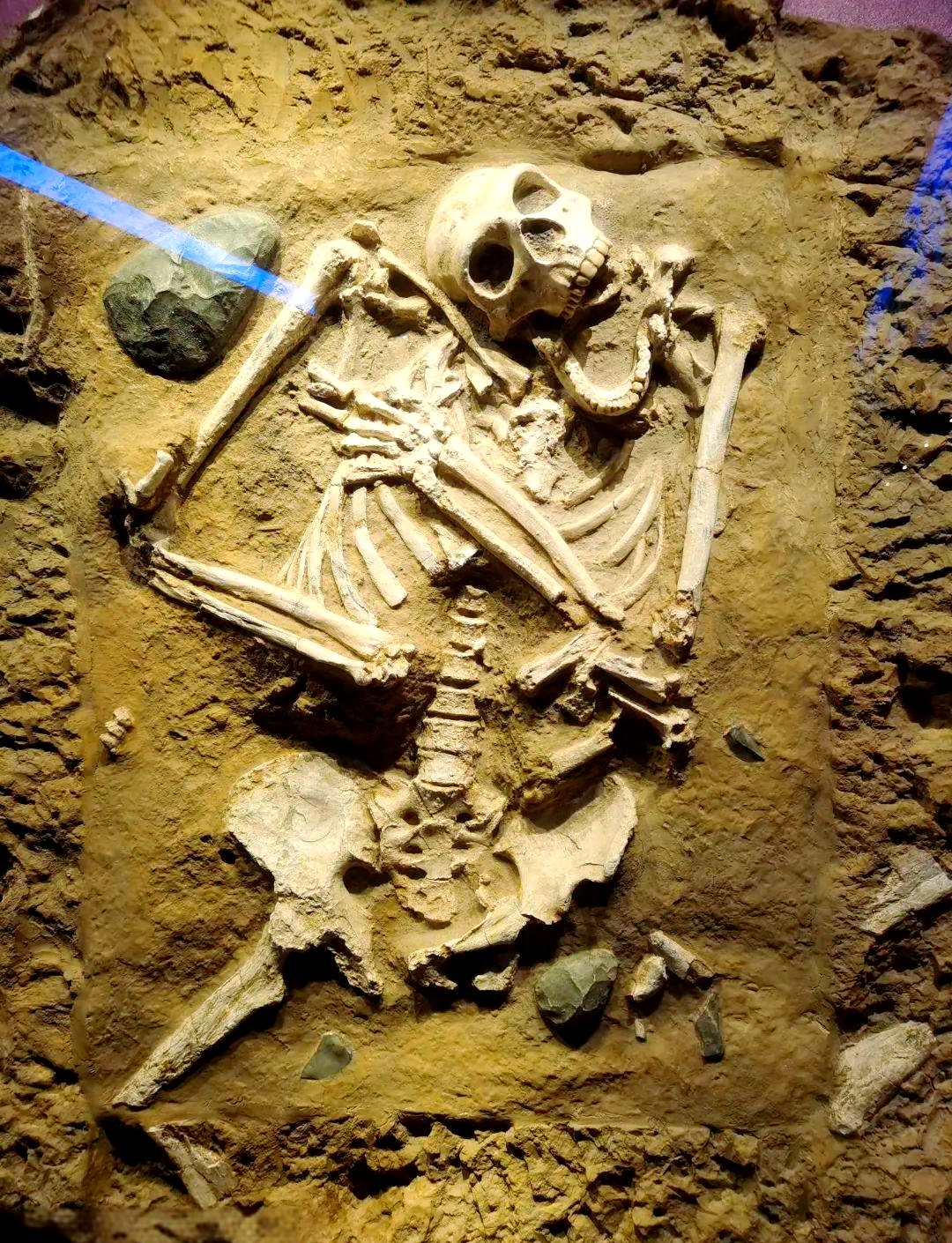 5亿年前的生物大灭绝有什么秘密？新化石群给出线索