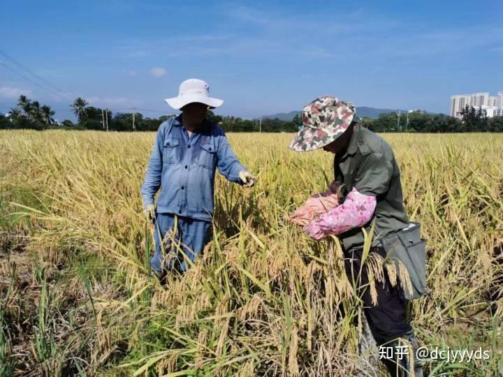 当种子“芯片”遇上“数字大脑”,AI育种提升国人餐桌幸福滋味