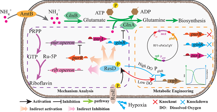 大北农获得发明专利授权：“一株枯草芽孢杆菌菌株及其发酵方法和应用”