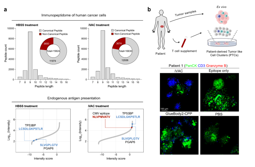 阿尔茨海默病治疗新策略！我国科学家开发新型靶向蛋白降解技术