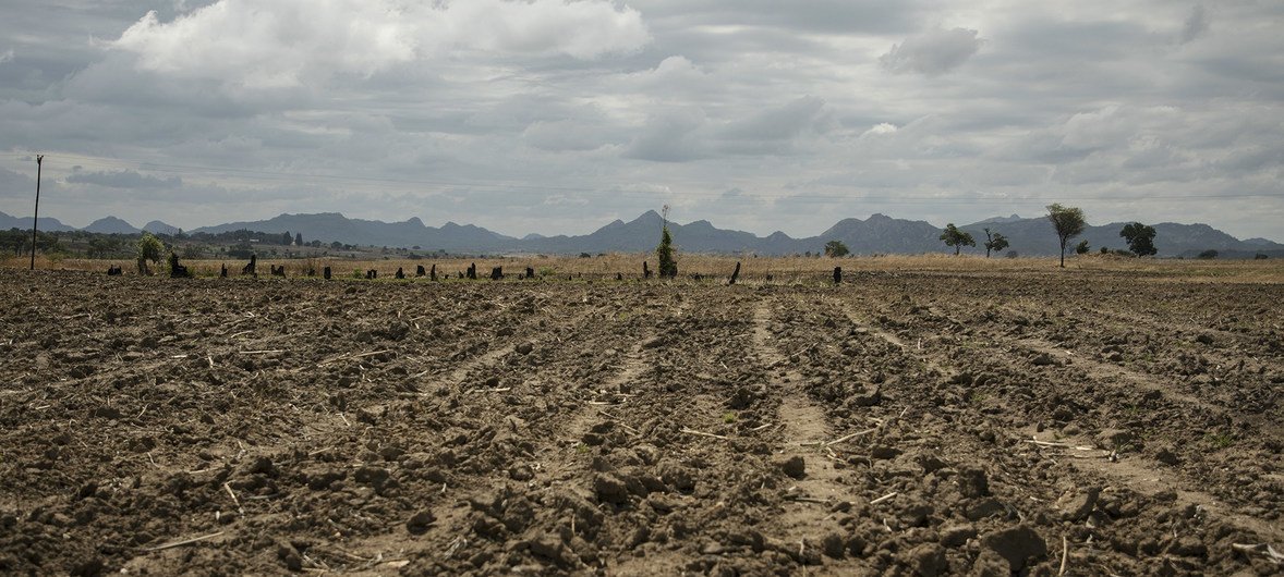 津巴布韦实施粮食本地采购新规以逐步减少进口依赖