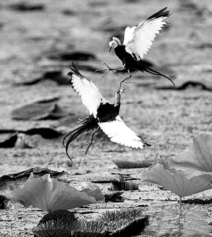 立方风控鸟·晚报（4月8日）