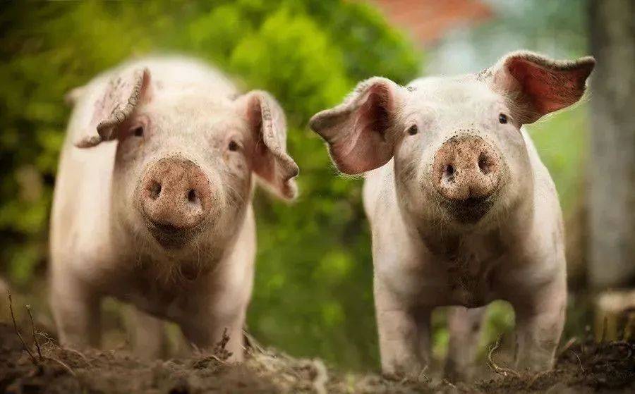 克明食品(002661.SZ):兴疆牧歌3月生猪销售收入6620.92万元