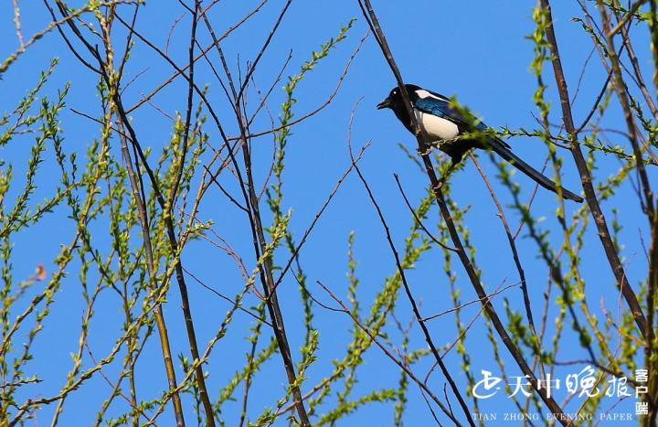 立方风控鸟·晚报（4月9日）