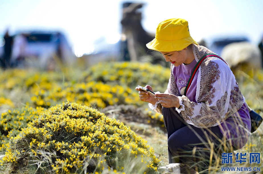 中国联通护航梨花节 满格信号赋能“赏花经济”