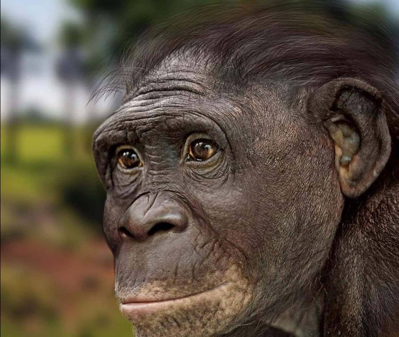 6颗40万年前的直立人牙齿解锁东亚古人类演化新认知
